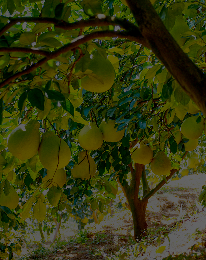 Background Image SharePomelozzini®-Pralinen